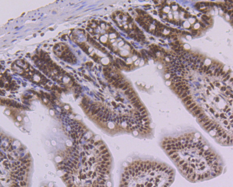 Anti-PTBP1 Antibody (4Z327)