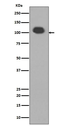 Anti-DLG4 Antibody (7K534)