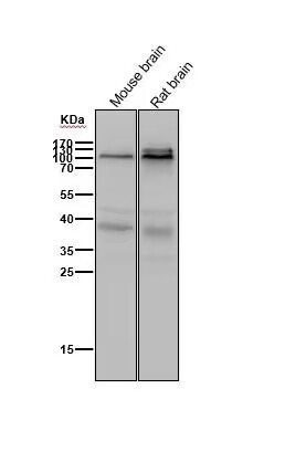 Anti-PSD93 Antibody (5I700)