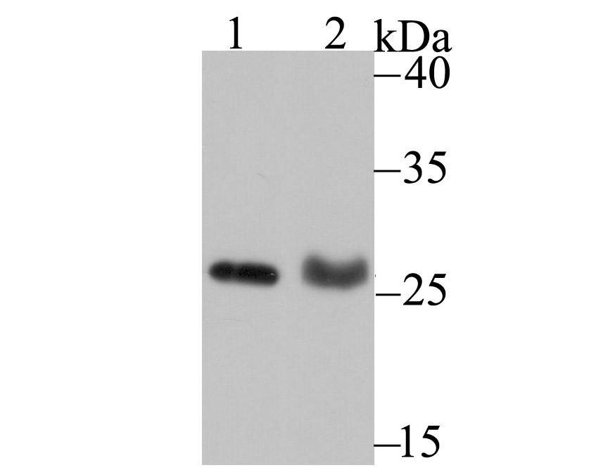 Anti-PSME1 Antibody (8P627)