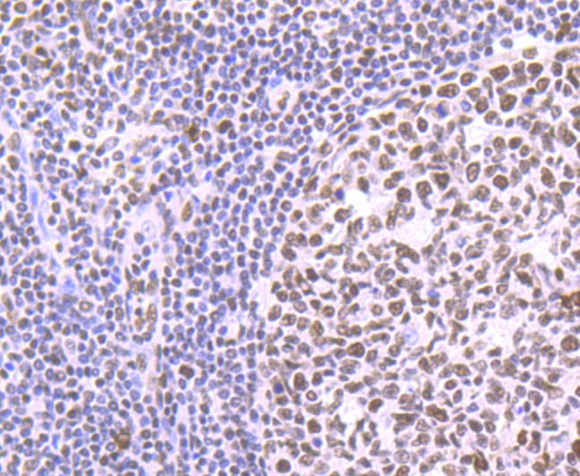 Anti-PTBP1 Antibody (4Z327)