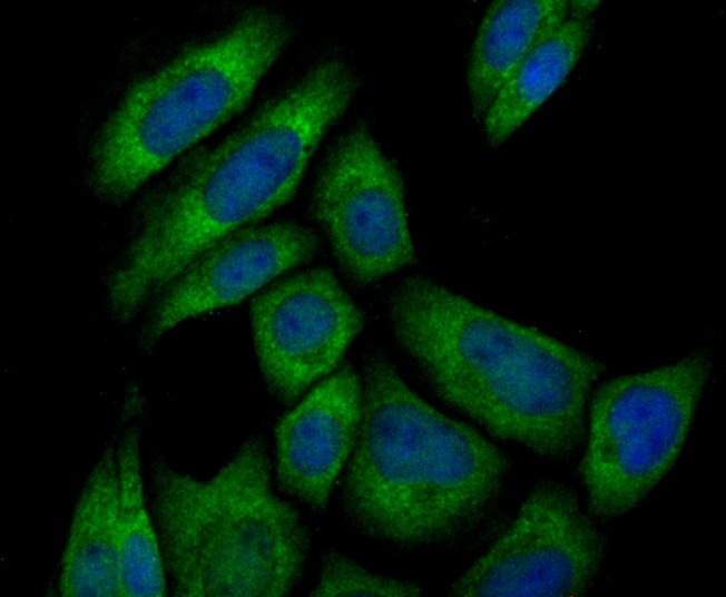 Anti-Pumilio 1 Antibody (3G125)