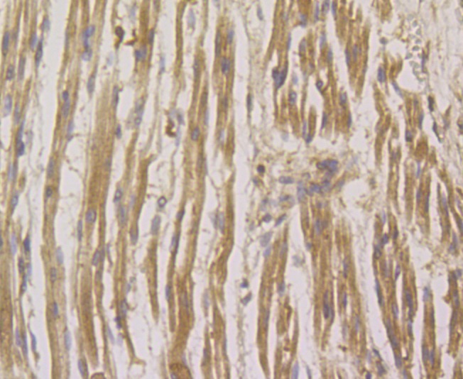Anti-RheB Antibody (8S39)