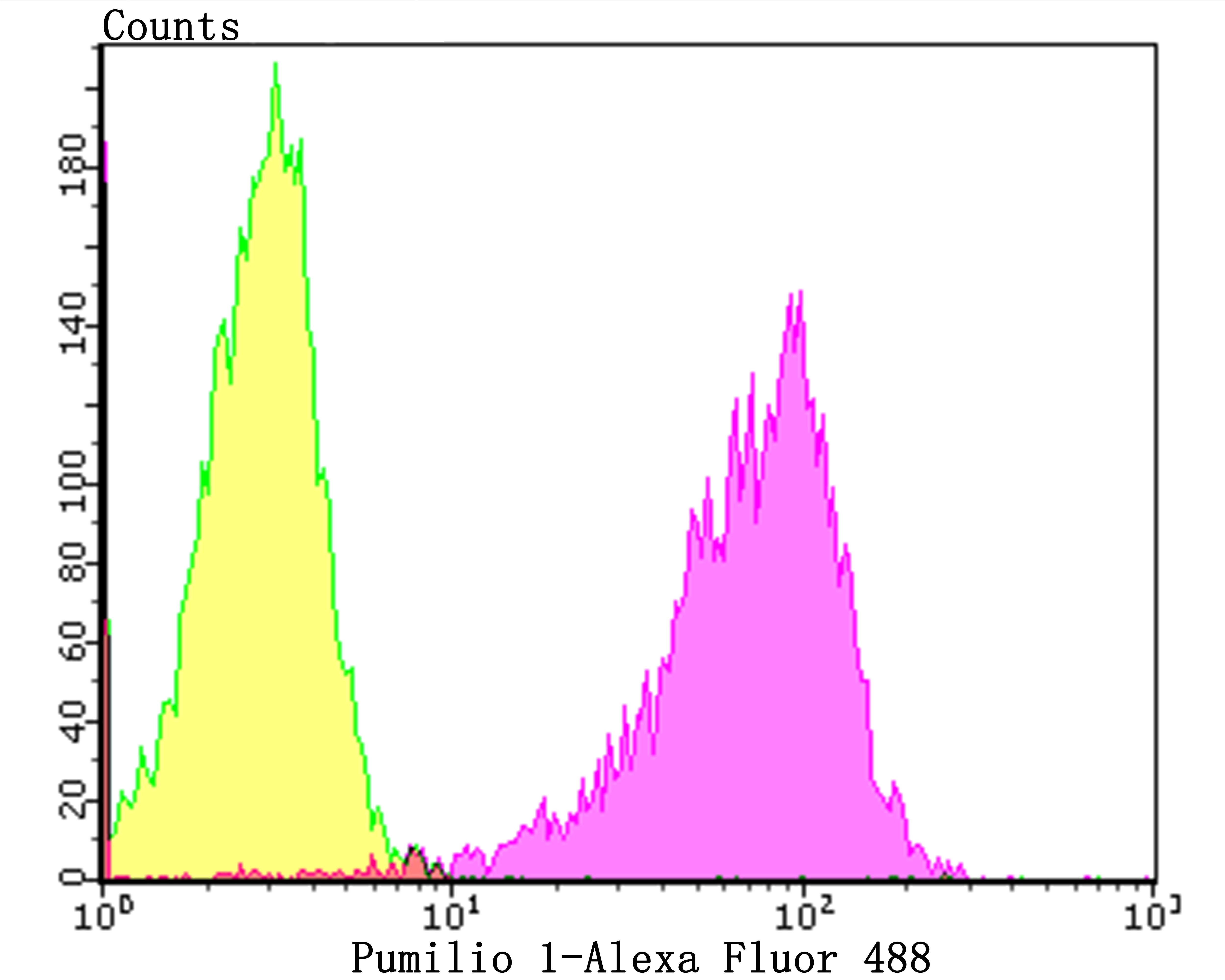 Anti-Pumilio 1 Antibody (3G125)