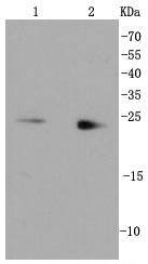 Anti-Rab9 Antibody (9V943)