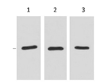 Anti-RFP Tag Antibody (8S970)