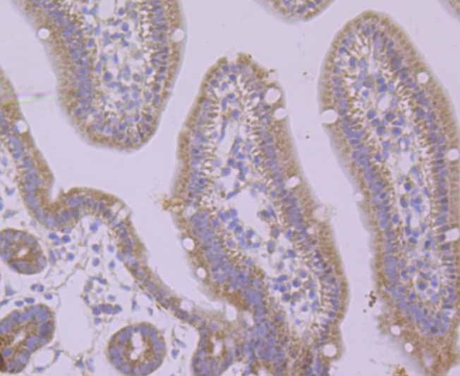 Anti-Pumilio 1 Antibody (3G125)