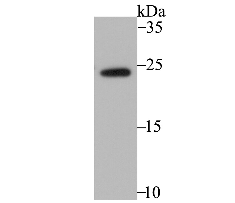 Anti-RheB Antibody (8S39)