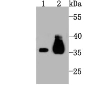 Anti-PDHB Antibody (9C498)