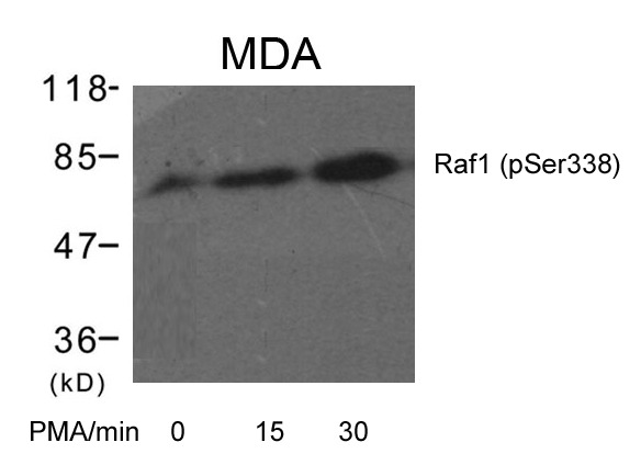 Anti-Phospho-RAF1 (Ser338) Polyclonal Antibody