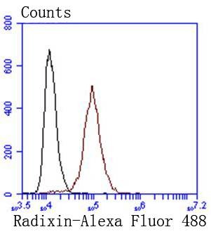 Anti-Radixin Antibody (3A6)