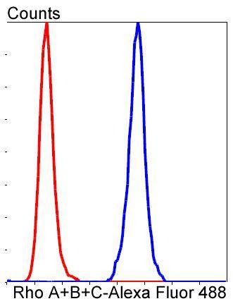 Anti-RhoA/B/C Antibody (1S695)
