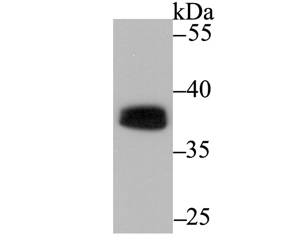 Anti-SPI1 Antibody (2J454)