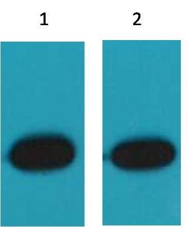 Anti-RFP Polyclonal Antibody