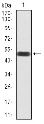 Anti-Rab3a Antibody (7O574)