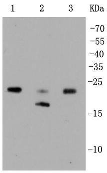 Anti-RhoA/B/C Antibody (1S695)