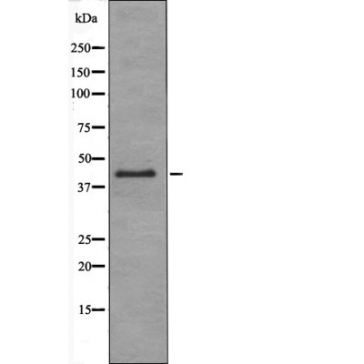 Anti-Phospho-RAD9 (Ser272) Polyclonal Antibody
