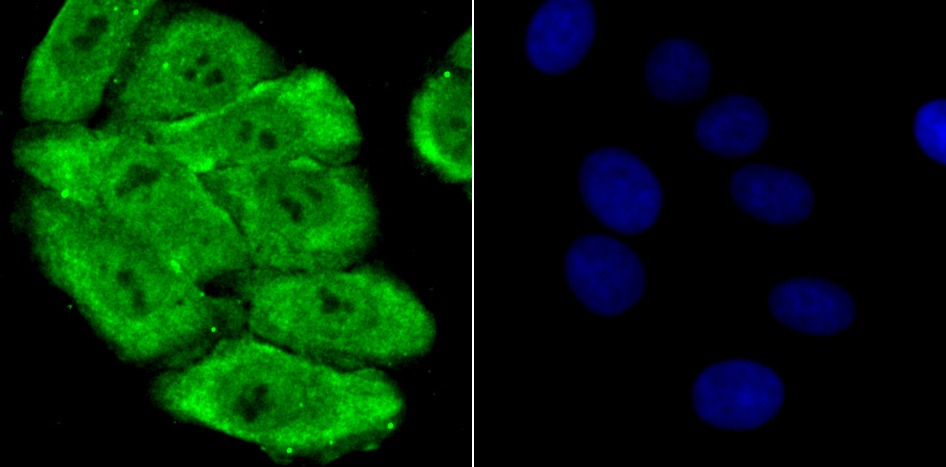 Anti-PSMA1 Antibody (8C777)
