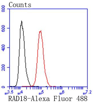 Anti-RAD18 Antibody (5U394)