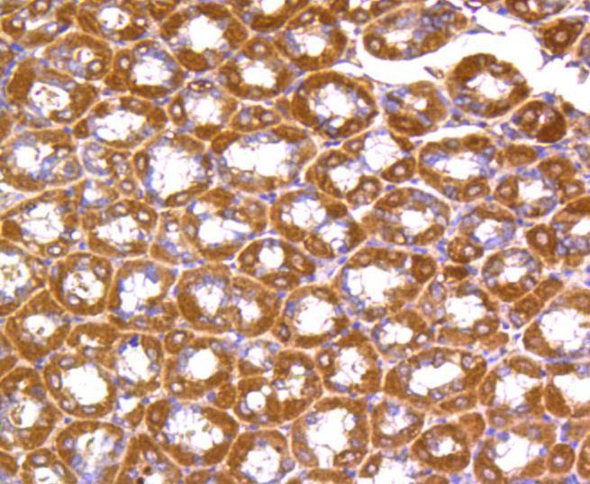 Anti-RhoA/B/C Antibody (1S695)