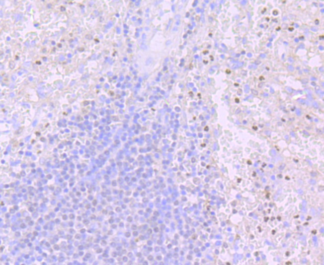 Anti-SPI1 Antibody (2J454)