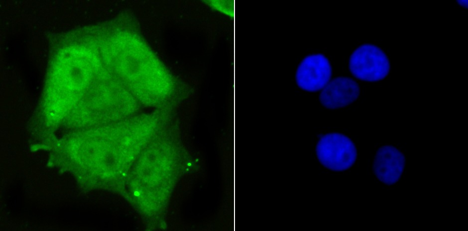 Anti-PSMA1 Antibody (8C777)