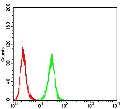 Anti-Rab8 Antibody (8R981)