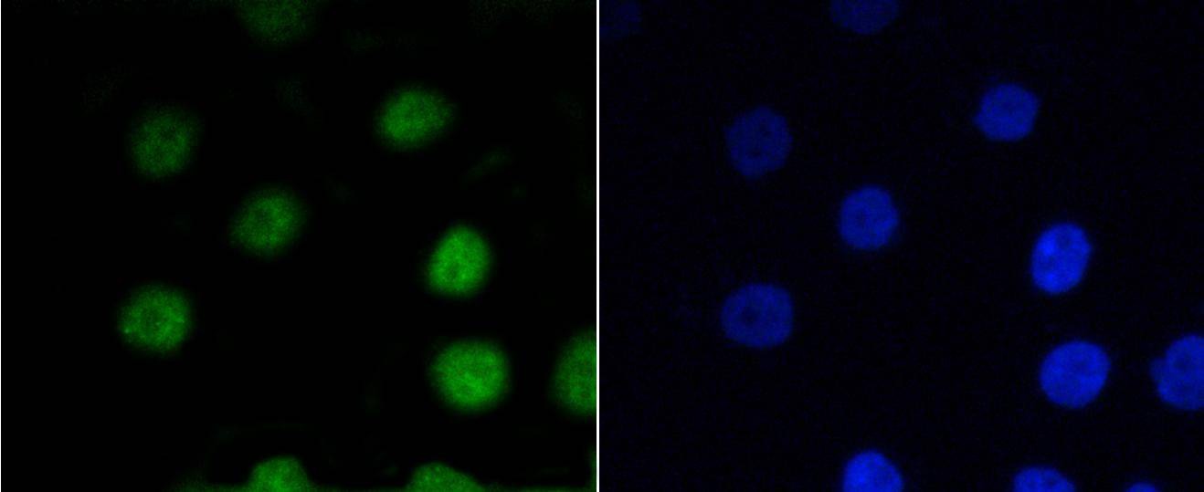 Anti-MYB Antibody (7C786)