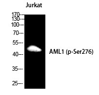 Anti-Phospho-RUNX1 (Ser249) Polyclonal Antibody