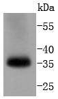 Anti-pro Caspase 7 Antibody (8A709)