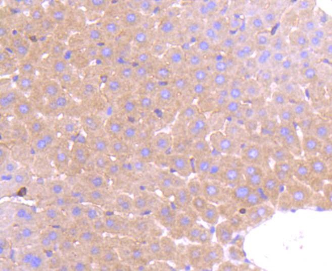Anti-PRMT5 Antibody (3P436)