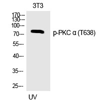 Anti-Phospho-PRKCA (Thr638) Polyclonal Antibody