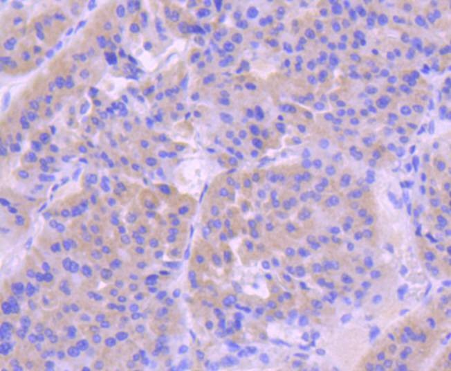 Anti-CASP9 Antibody (8M475)