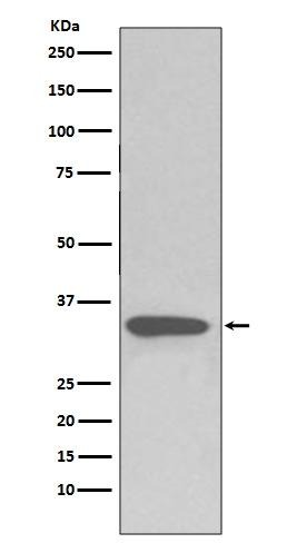 Anti-Caspase-3 Antibody (1F439)