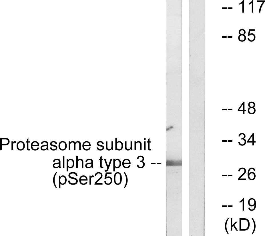 Anti-Phospho-Proteasome α3 (Ser250) Polyclonal Antibody