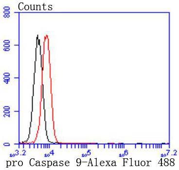 Anti-CASP9 Antibody (8M475)