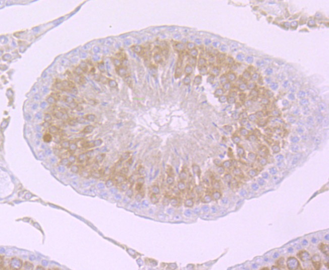 Anti-PIWIL1 Antibody (9H748)