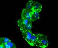 Anti-pro Caspase 7 Antibody (8A709)