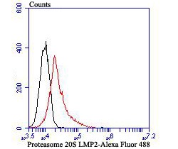Anti-Proteasome 20S LMP2 Antibody (3S23)