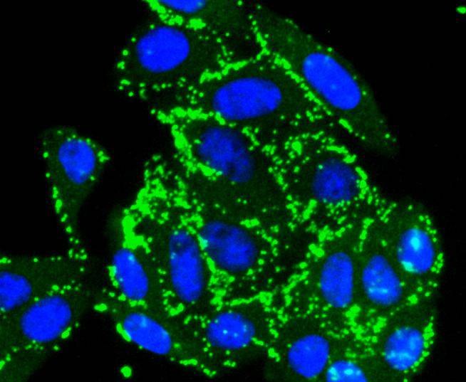 Anti-pro Caspase 7 Antibody (8A709)