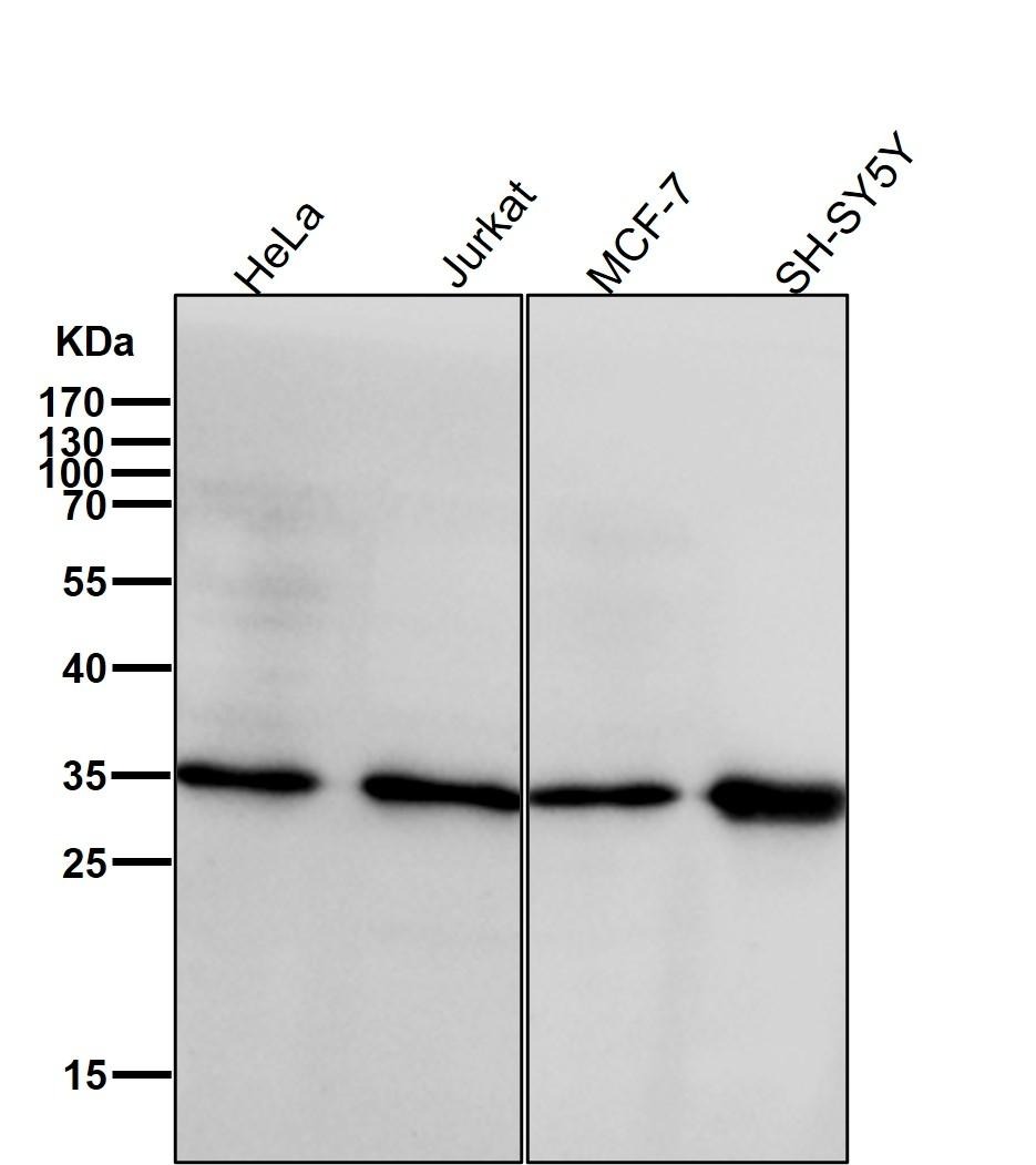 Anti-Caspase-3 Antibody (1F439)