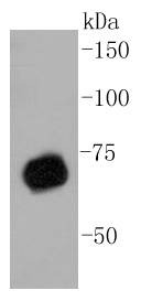 Anti-PRMT5 Antibody (3P436)