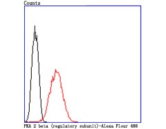 Anti-PKA 2 beta Antibody (8T490)