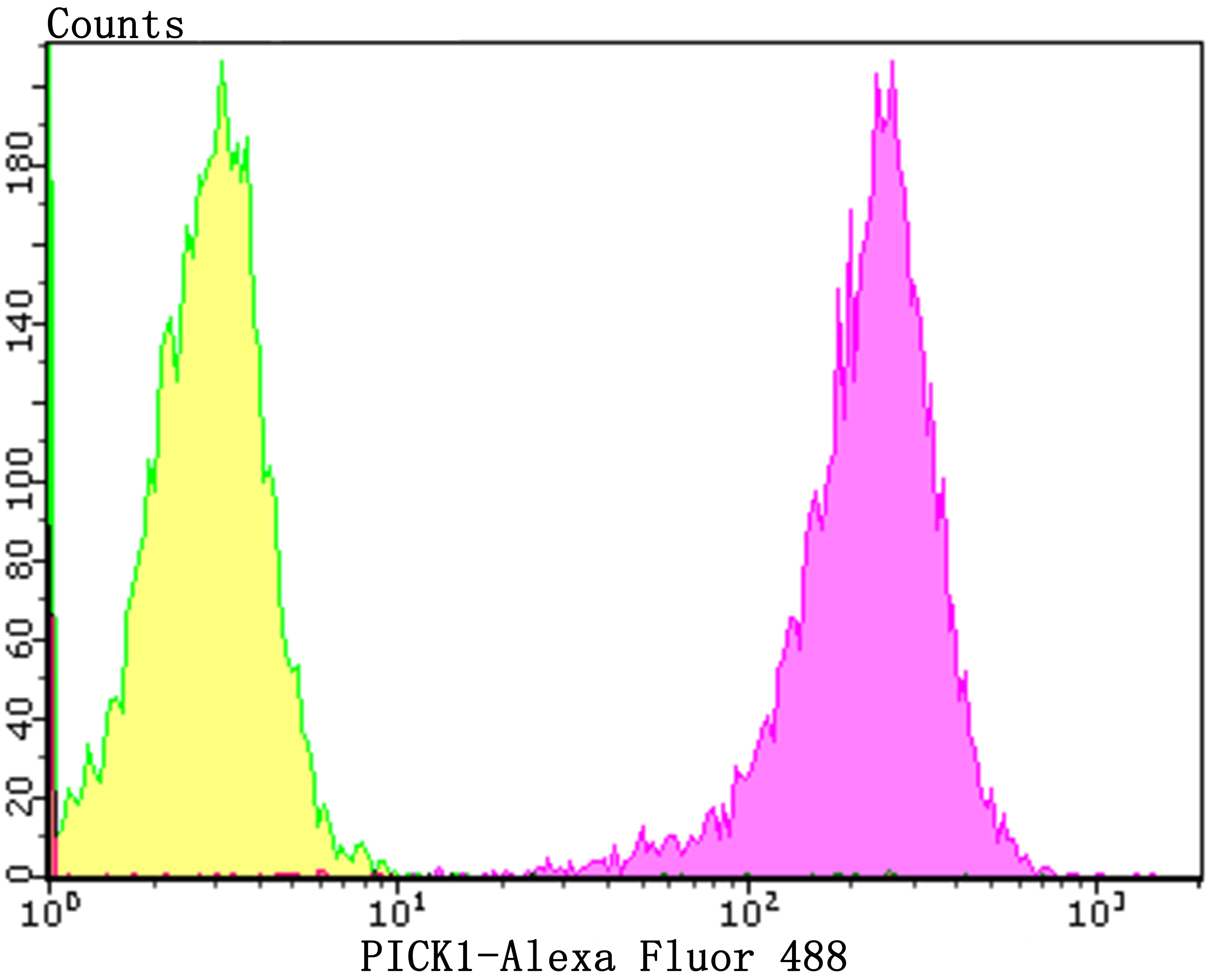 Anti-PICK1 Antibody (5X729)