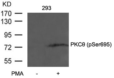 Anti-Phospho-PRKCQ (Ser695) Polyclonal Antibody