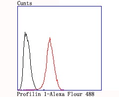 Anti-Profilin-1 Antibody (1I976)