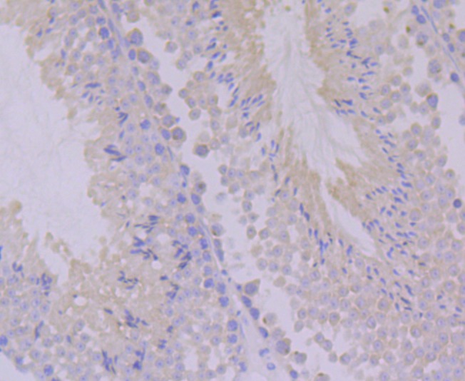Anti-PON2 Antibody (3M227)
