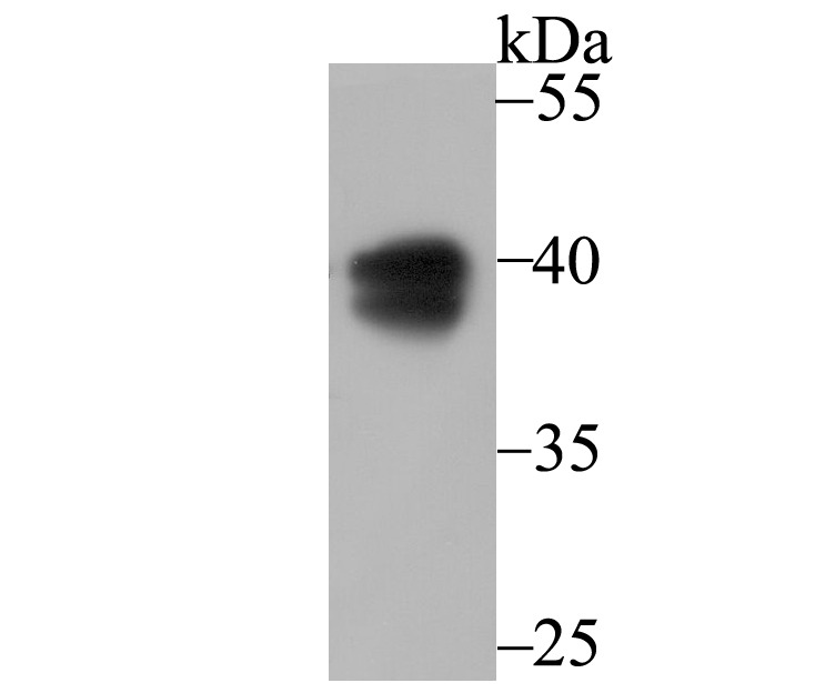 Anti-PON2 Antibody (3M227)