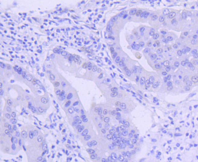 Anti-PIM1 Antibody (6F773)