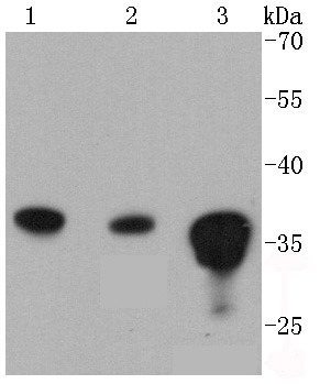Anti-PP2A alpha/beta Antibody (6N831)